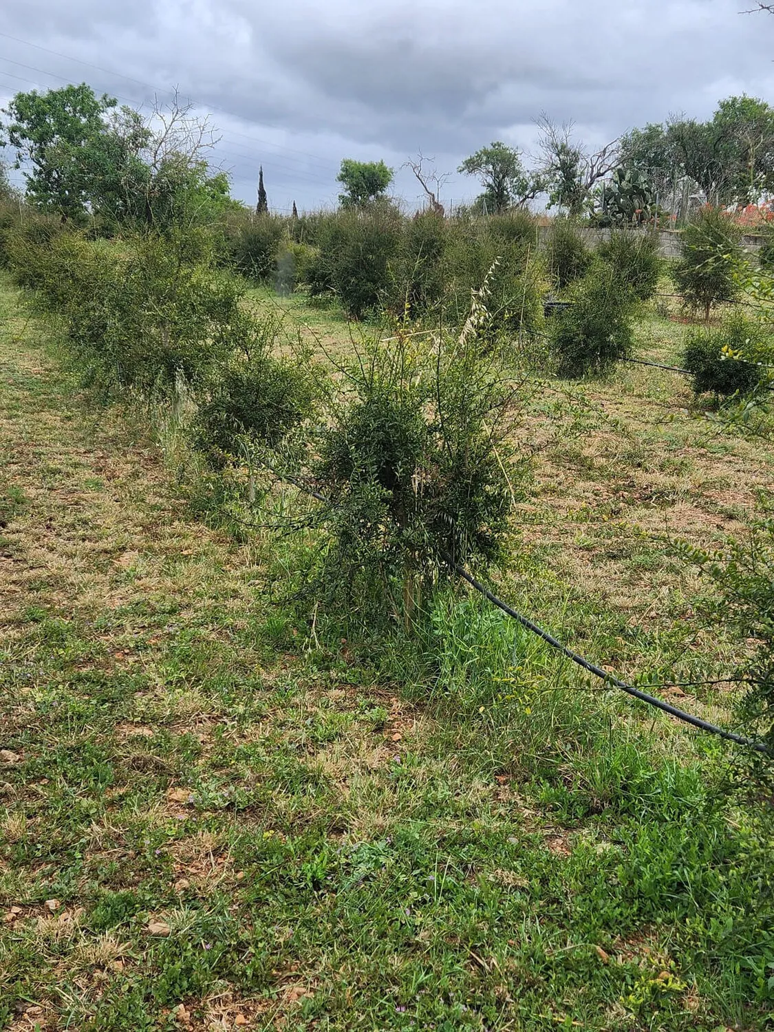 Plantación limón caviar 2