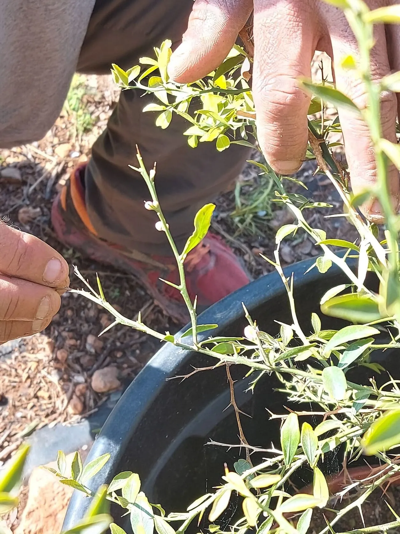 Planta limón caviar