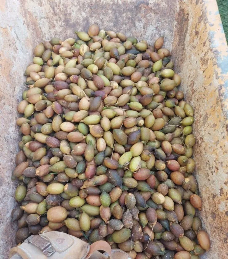 Recogida limón caviar 1