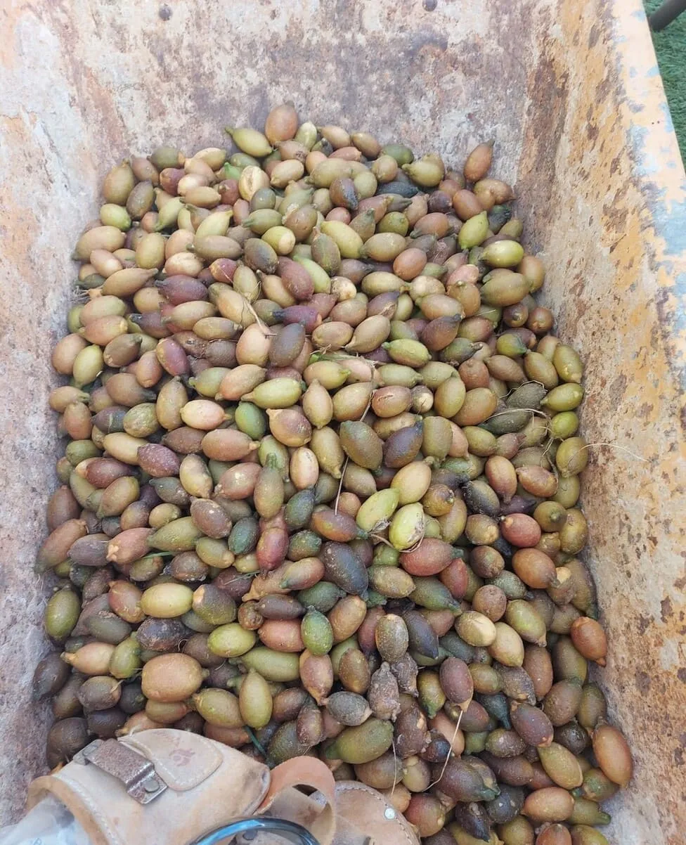 Recogida limón caviar 1