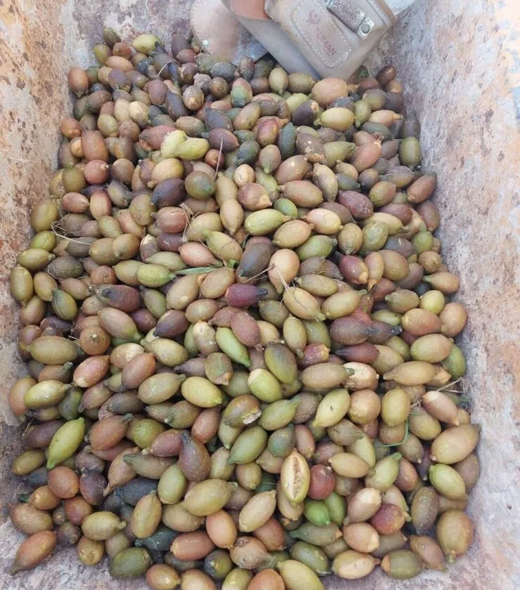 Recogida limón caviar 2