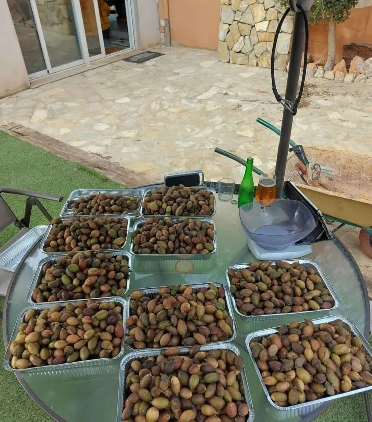 Recogida limón caviar 3