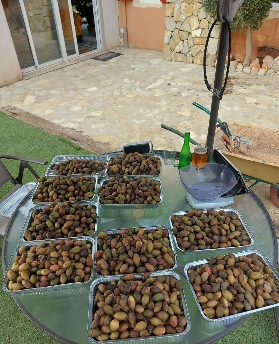 Recogida limón caviar 3