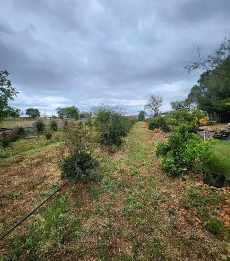 Plantación limón caviar