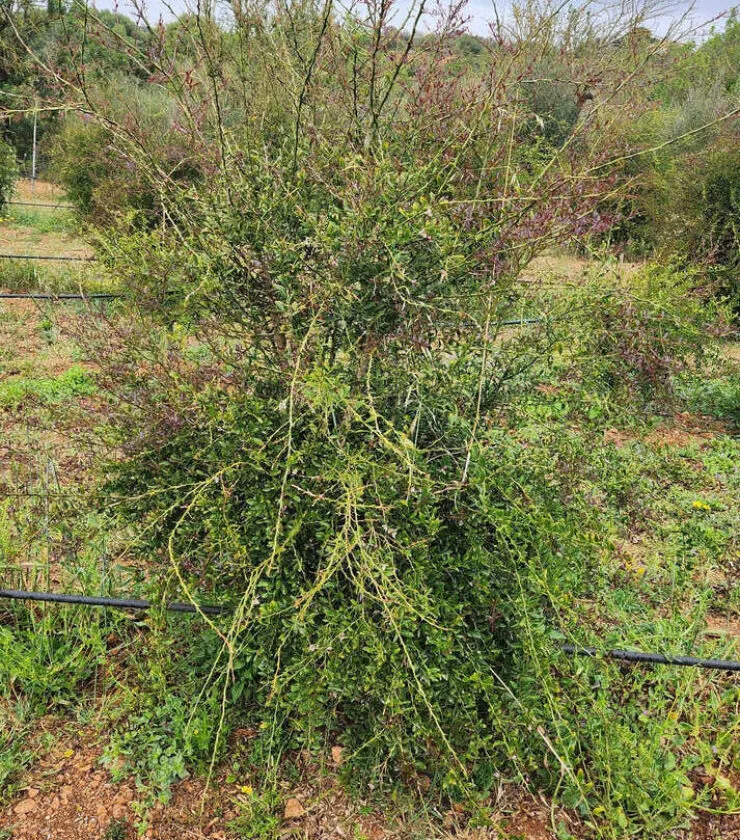 Planta limón caviar 2