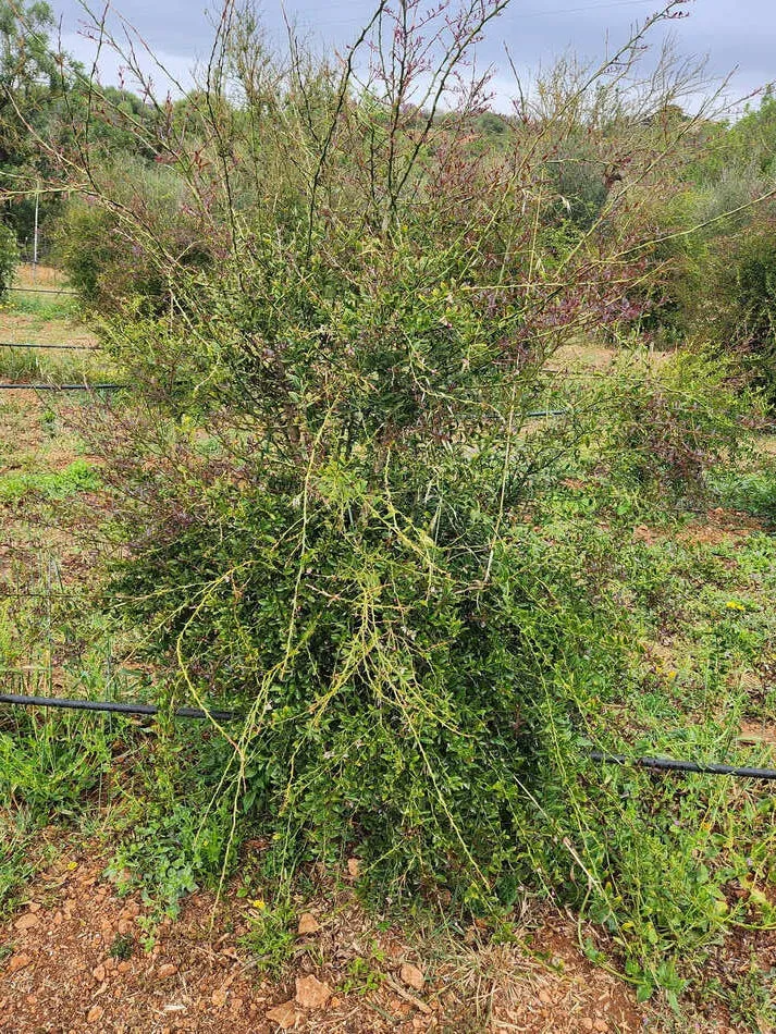 Planta limón caviar 2