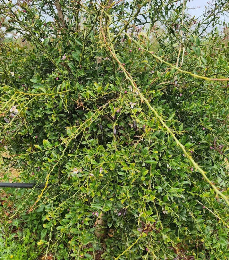 Planta limón caviar