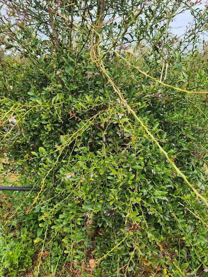 Planta limón caviar